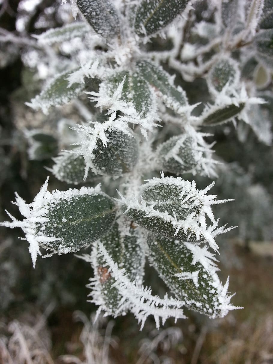 Winter, Ice, Leaf, snow, cold temperature, christmas, christmas tree HD wallpaper