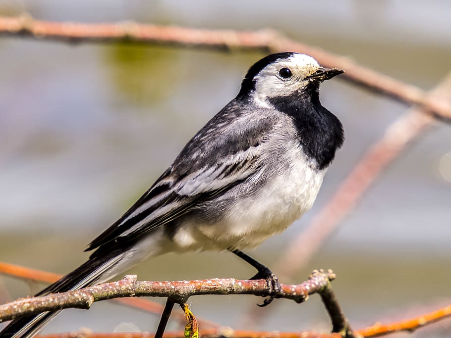 close-up photography of wagtail perching on branch, White Wagtail, HD wallpaper