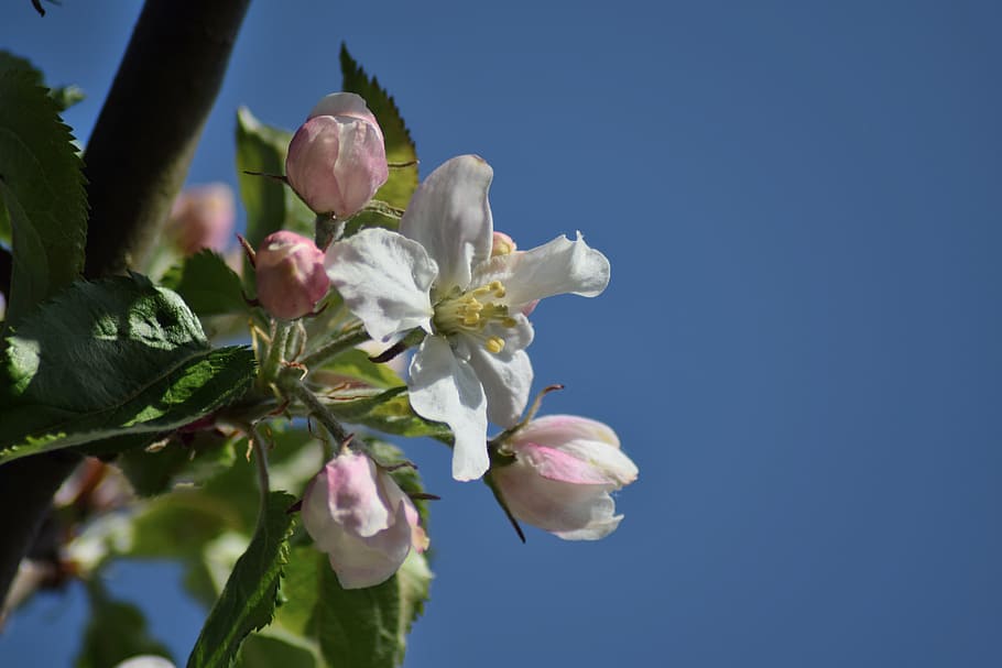 Apple Blossom, Spring, Bloom, may, orchard, flower, freshness HD wallpaper