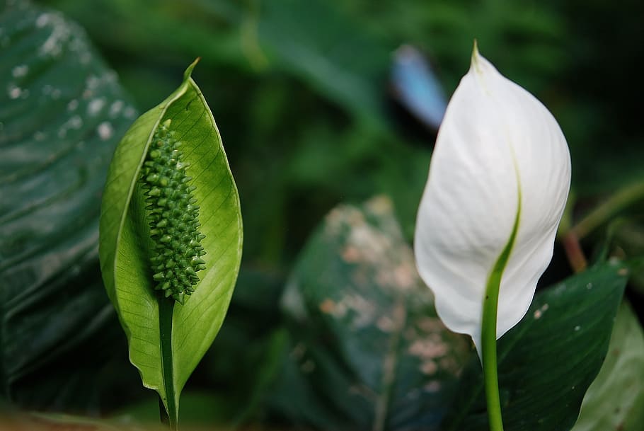 leaf, nature, exotic, plant, garden plant, ornamental plant HD wallpaper
