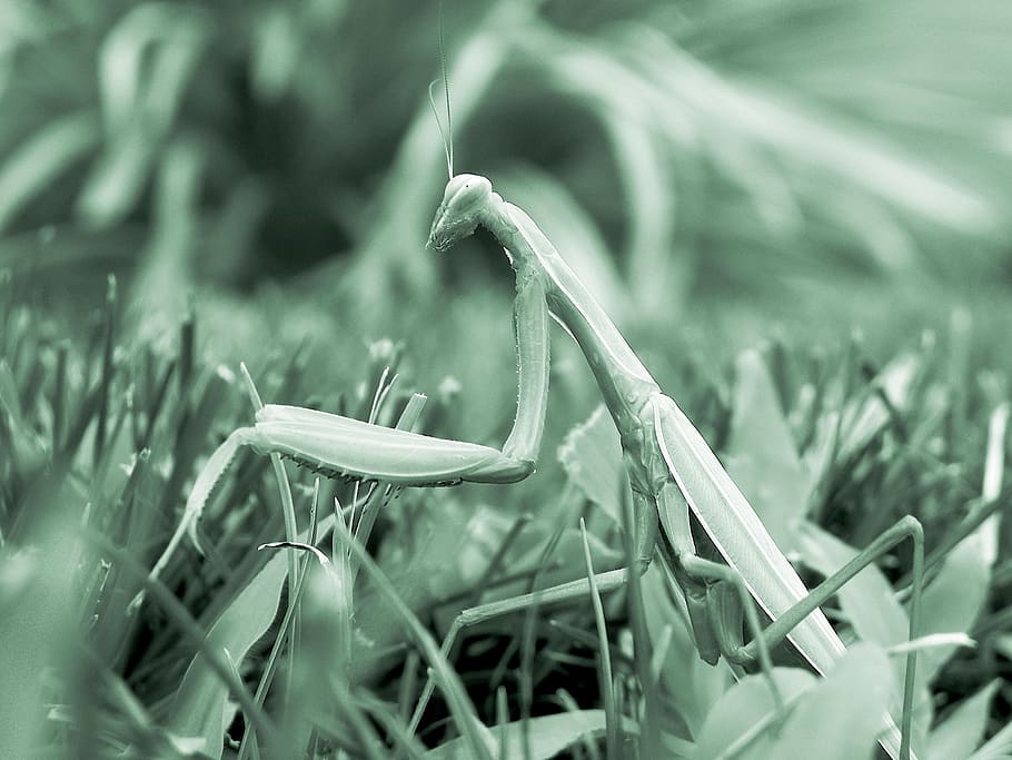 mantis, insect, mantis religiosa, green, religion, mono-color HD wallpaper