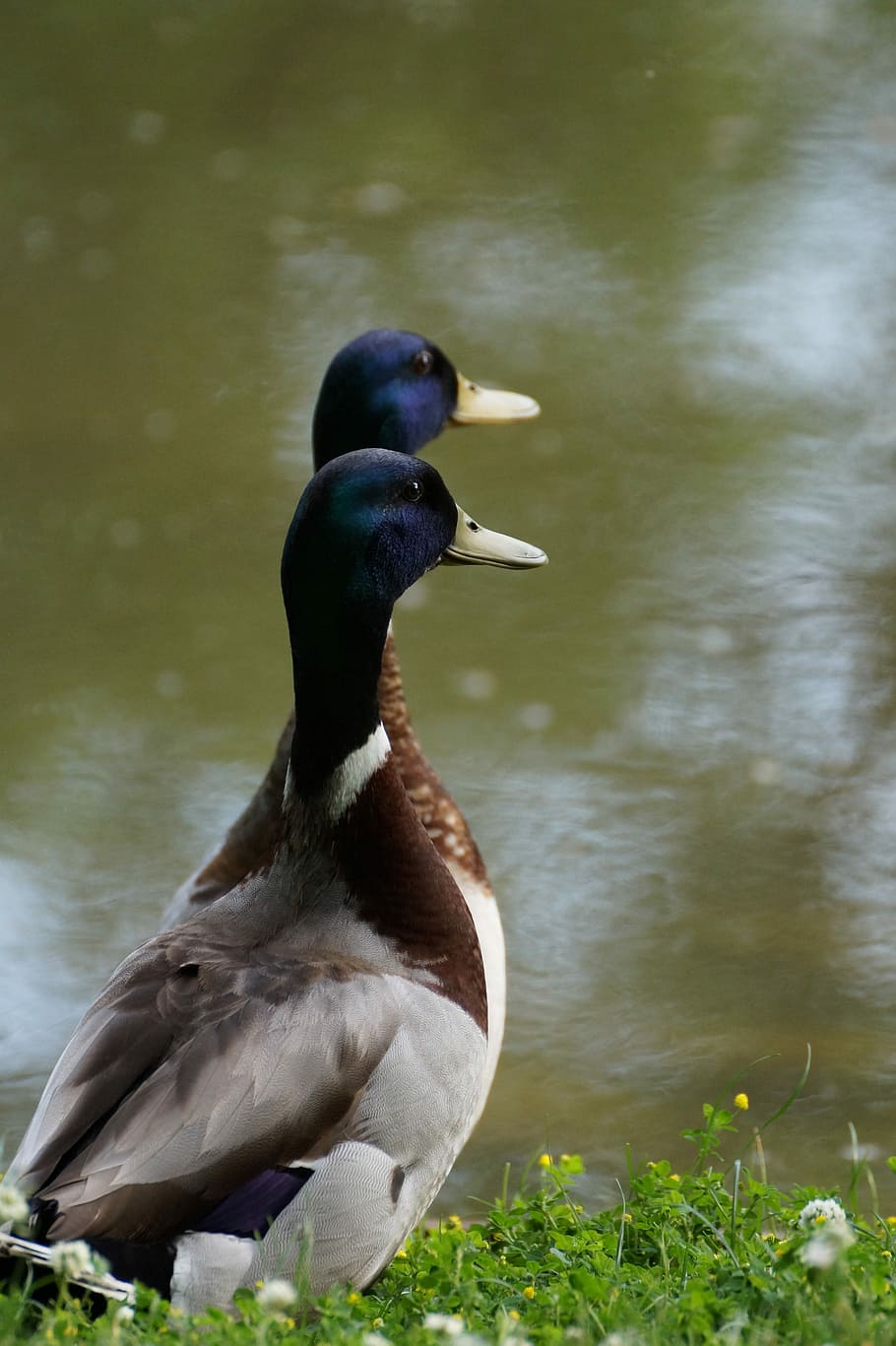 two gray ducks near body of water, drake, mallard, bird, feather