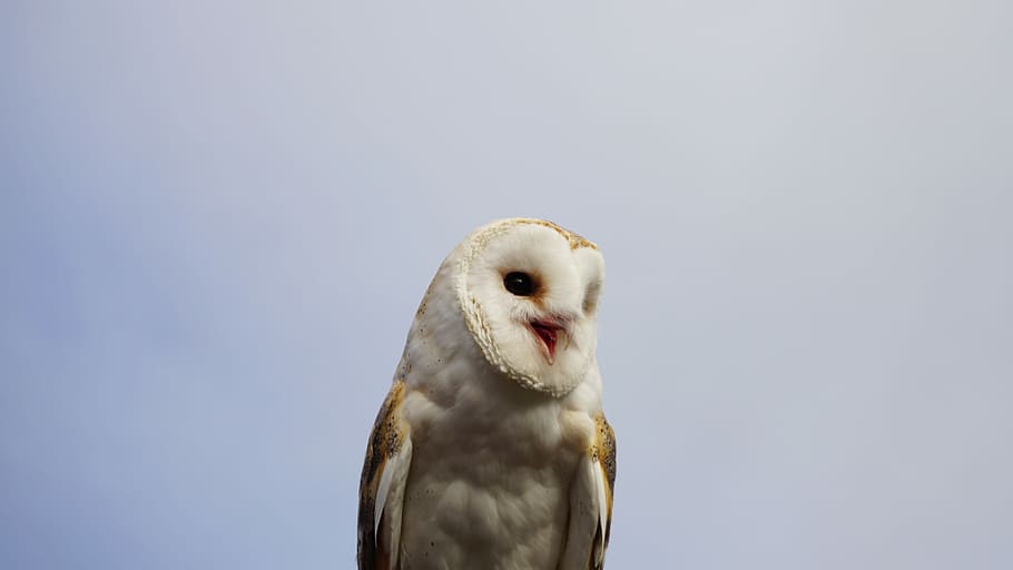 white and brown owl, white owl, bird, feathers, portrait, animal HD wallpaper