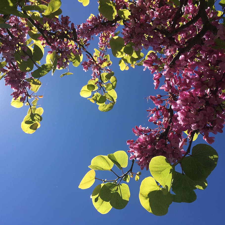 Flowers, Spring, Plant, Branch, Nature, handsomely, sky, naturally HD wallpaper