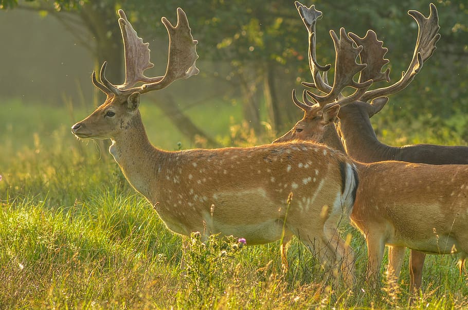 Morning happiness., group of deer standing on green grass at daytime HD wallpaper