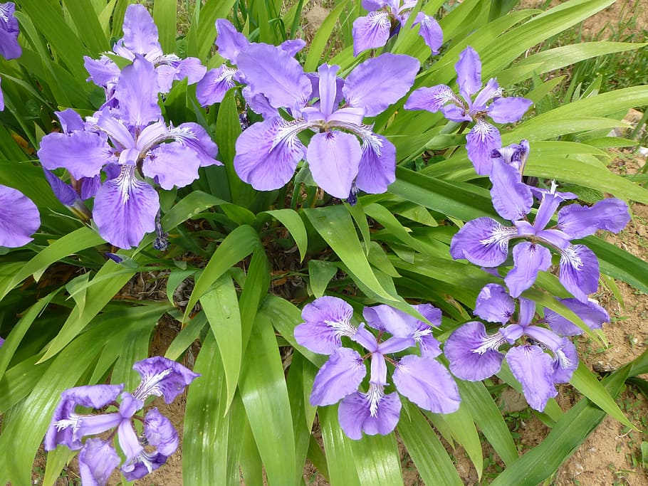 Iris, Flowers, Blossoms, Blue, Violet, petals, green, leaves HD wallpaper