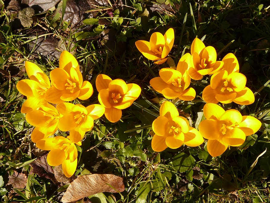 crocus, plant, garden, close, macro, flowers, spring, meadow HD wallpaper