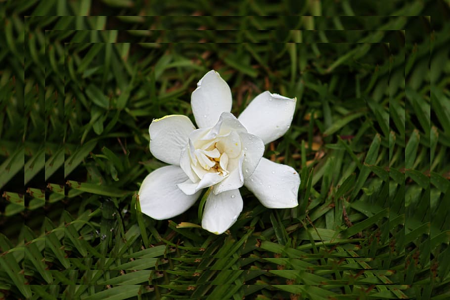 white, flower, spring, nature, petals, flowering plant, beauty in nature HD wallpaper