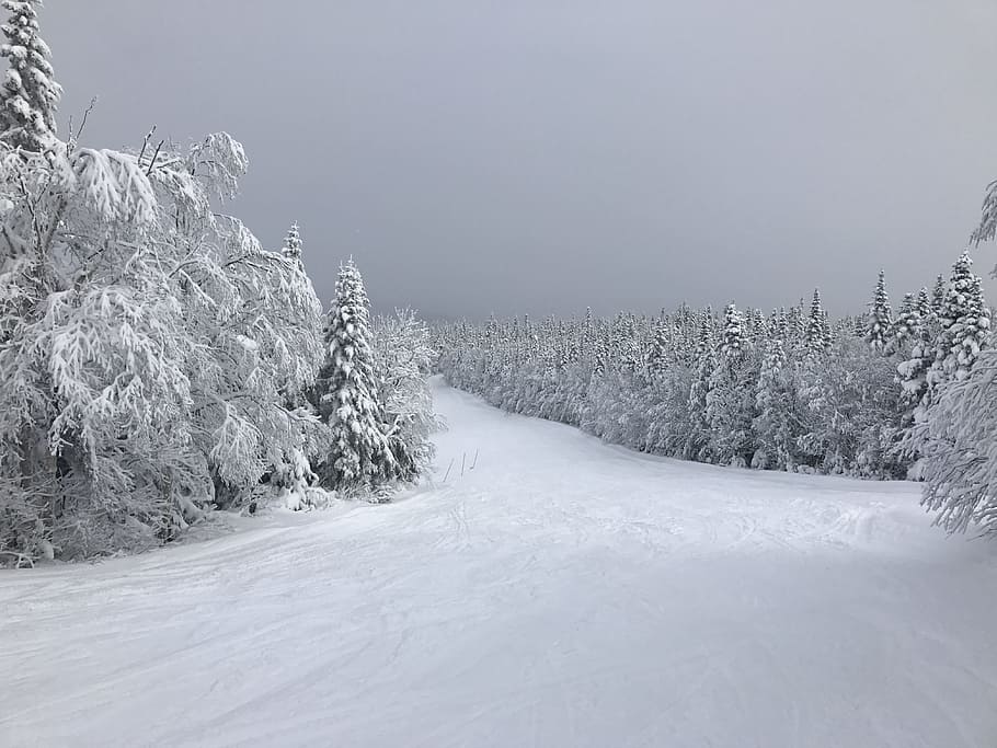 trees covered by snow under heavy clouds, ski, mountain, winter HD wallpaper