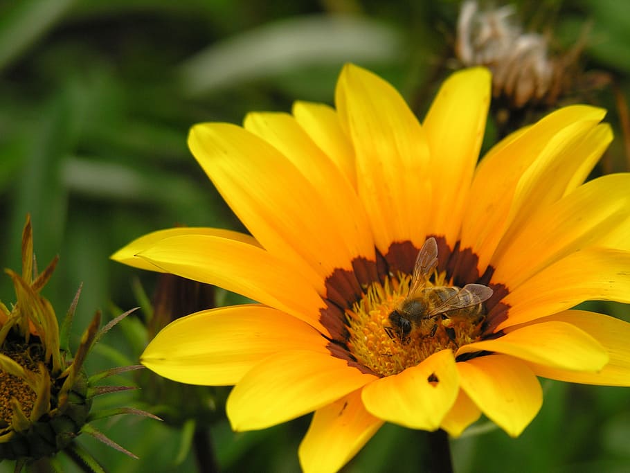 Yellow, Flower, Bee, Pollination, yellow flower, nature, plant HD wallpaper