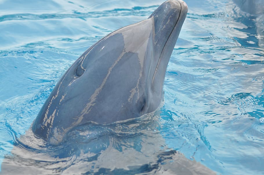 dolphin, water, blue, pool, blue water, animal wildlife, animals in the wild HD wallpaper