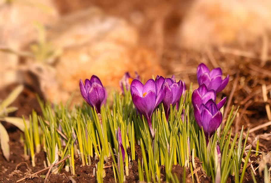 crocuses, flowers, spring, garden, flowering plant, purple HD wallpaper