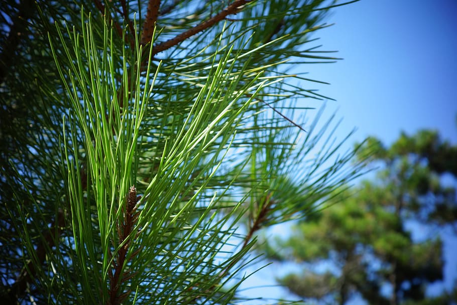 nature, pine, tree, sky, summer, blue, green, landscape, plant HD wallpaper