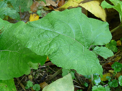 Burdock, Leaf, great burdock, large, green, autumn, arctium lappa HD wallpaper