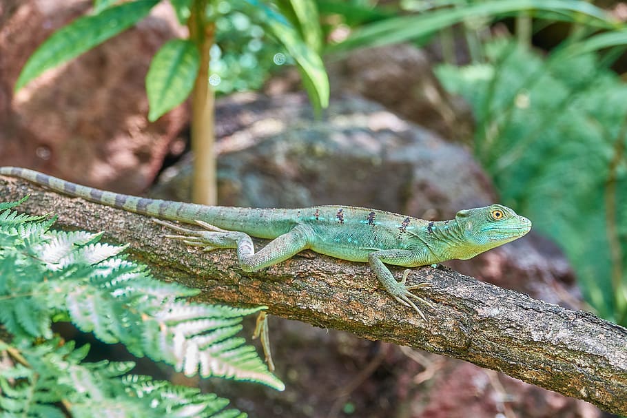 lizard, reptile, fast, green, animal, cold blooded animals HD wallpaper