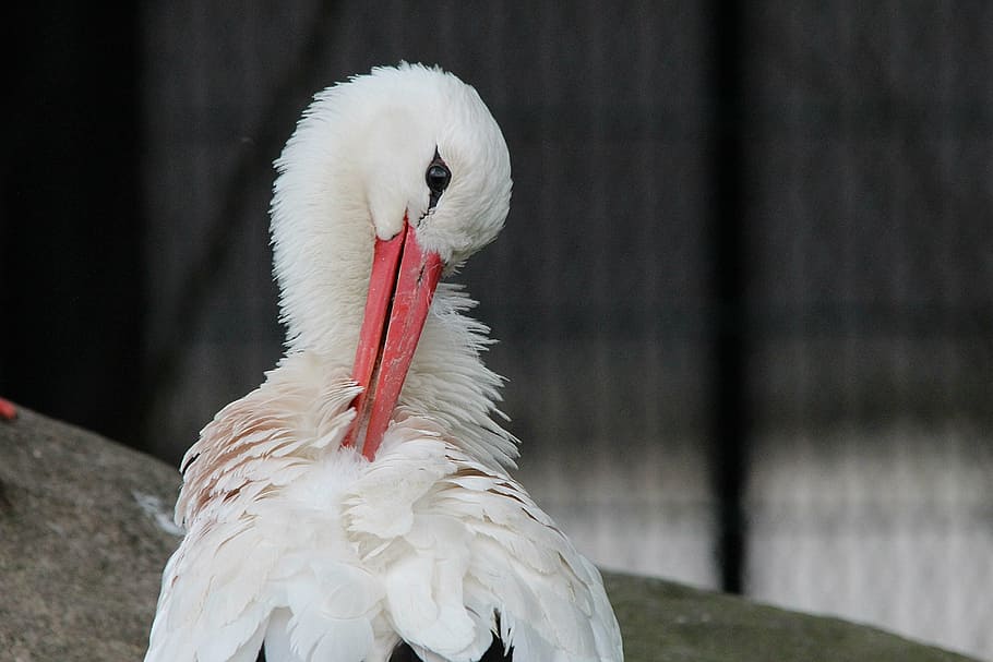 stork, white stork, storks, white storks, mountain husen, stork village HD wallpaper