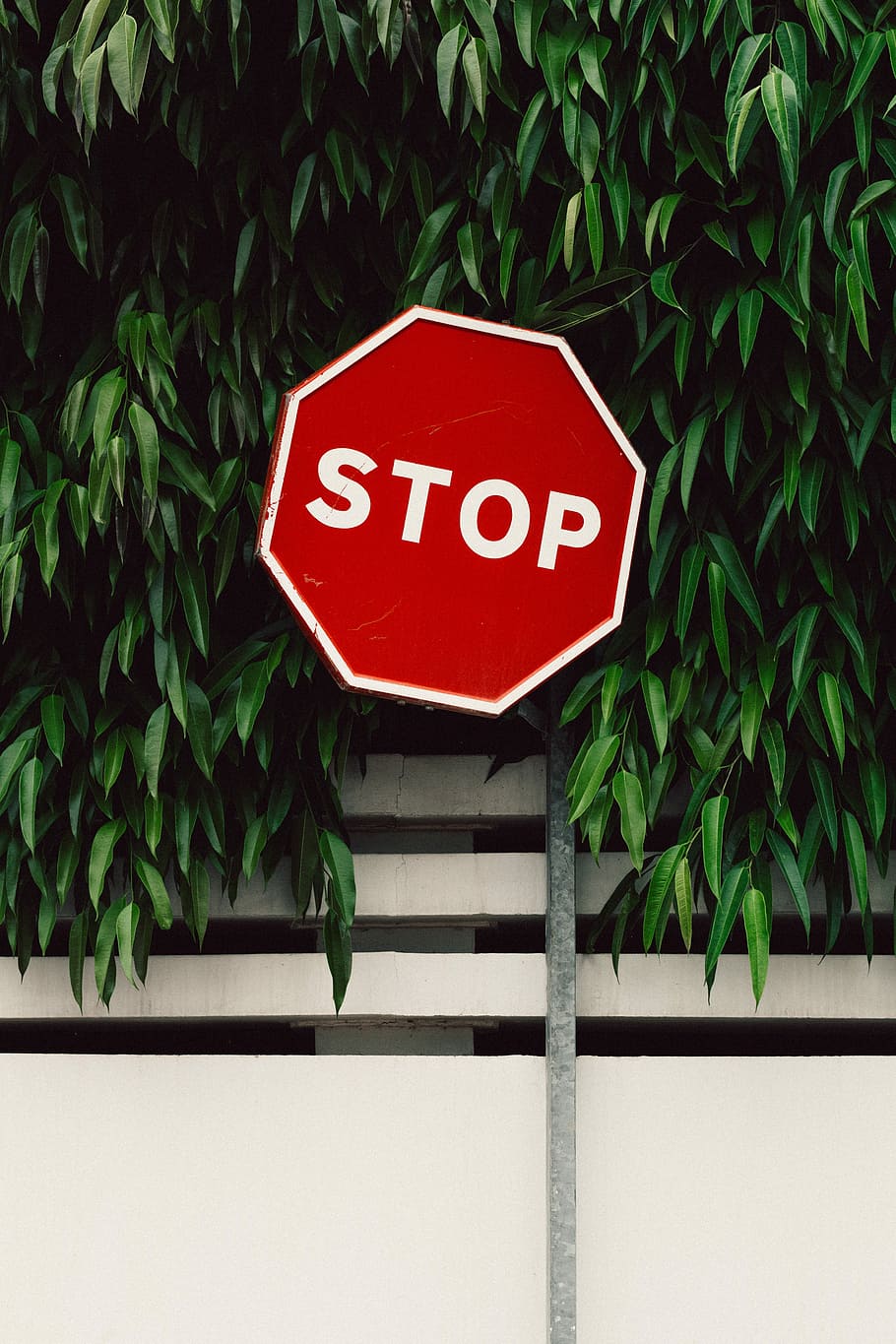 red and white Stop road sign near green tree, stop signage, street sign