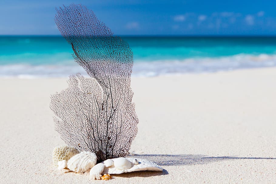 sea, nature, beach, sand, ocean, rocks, seashell, seashore, water HD wallpaper
