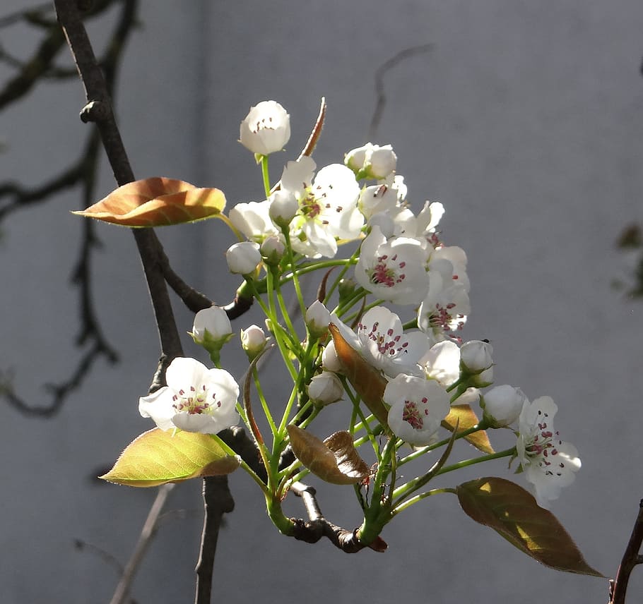 komoi, pear, apple, spring, flowering twig, flowers, fruit HD wallpaper