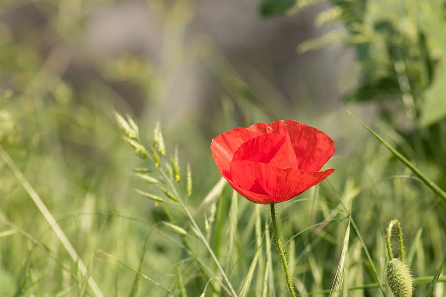 selective focus photo of red poppy in bloom, summer, grass HD wallpaper