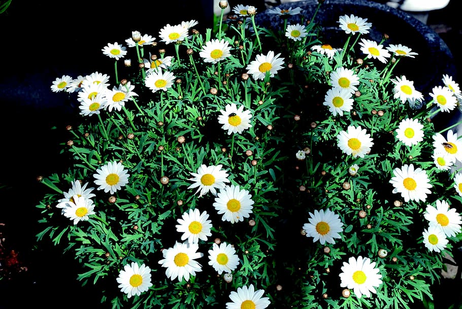 daisy, white, bush, flower, nature, flowers, garden, summer HD wallpaper