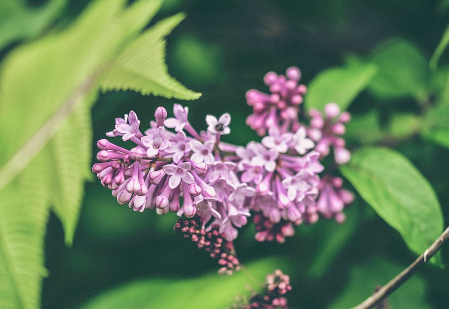 flower, lilac, pink, sunlight, plant, petal, summer, spring HD wallpaper