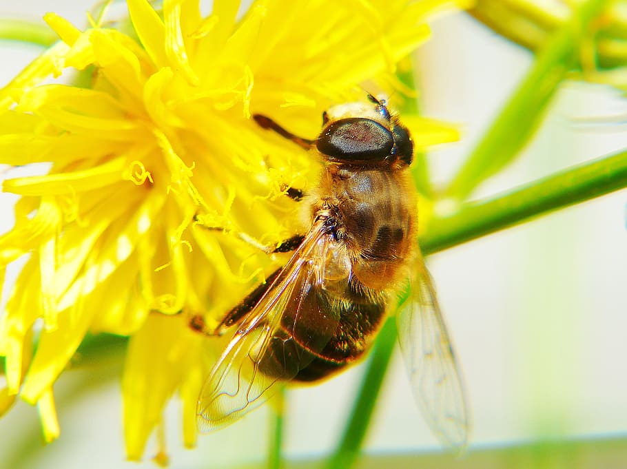 bee, hawkweed, flower, flower meadow, insect, plant, yellow HD wallpaper
