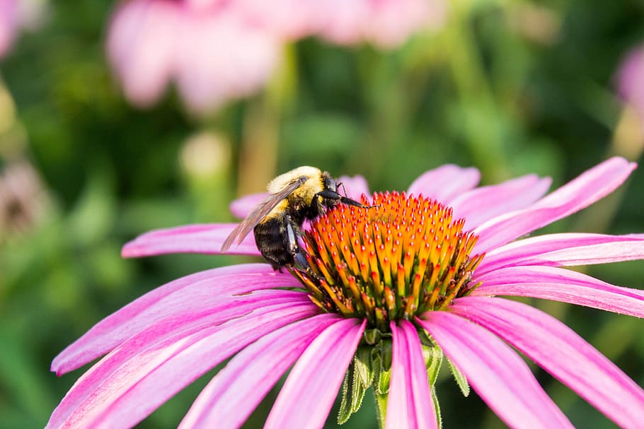 nature, flower, insect, flora, garden, flowering plant, animal themes HD wallpaper