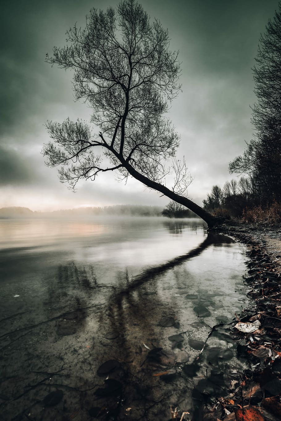 grayscale photo of tree beside body of water, tree beside of body of water under gray sky HD wallpaper