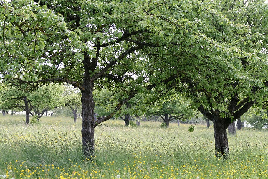 orchard, fruit trees, nature, landscape, germany, scattered fruit trees HD wallpaper