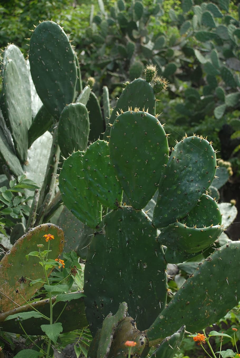cactus, vegetable, nature, growth, plant, green color, succulent plant HD wallpaper