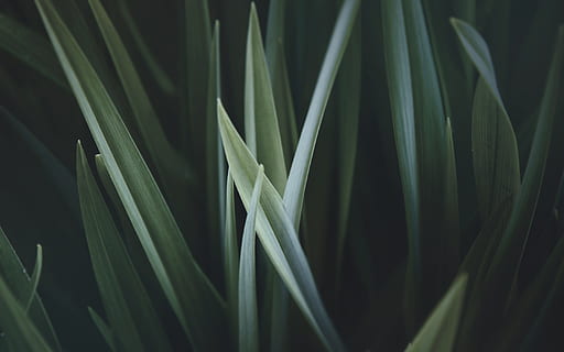 close up photo of green linear leaves, closeup photography of green grass HD wallpaper