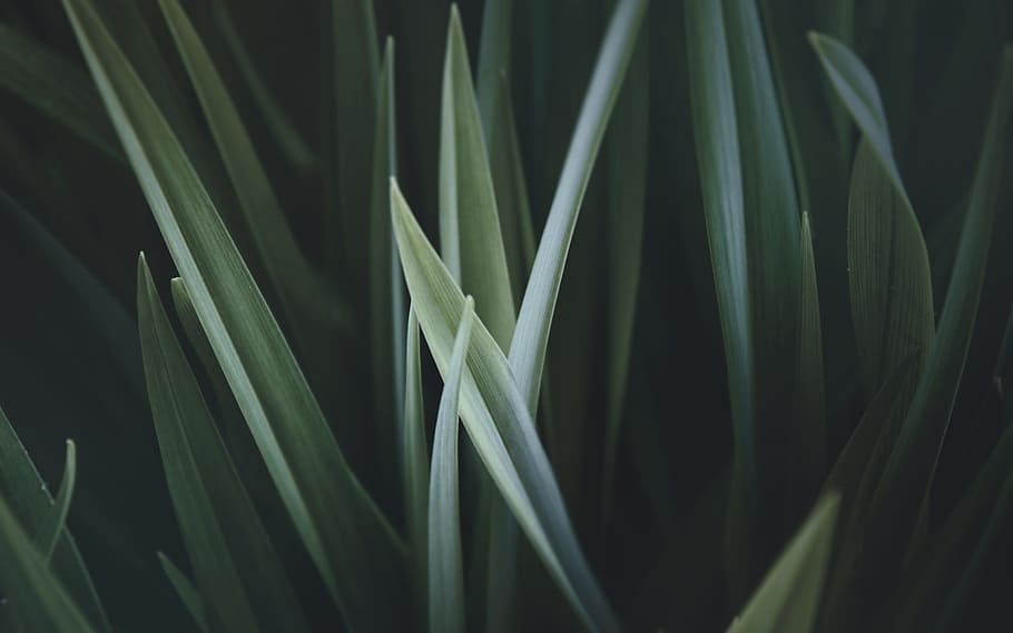 close up photo of green linear leaves, closeup photography of green grass HD wallpaper