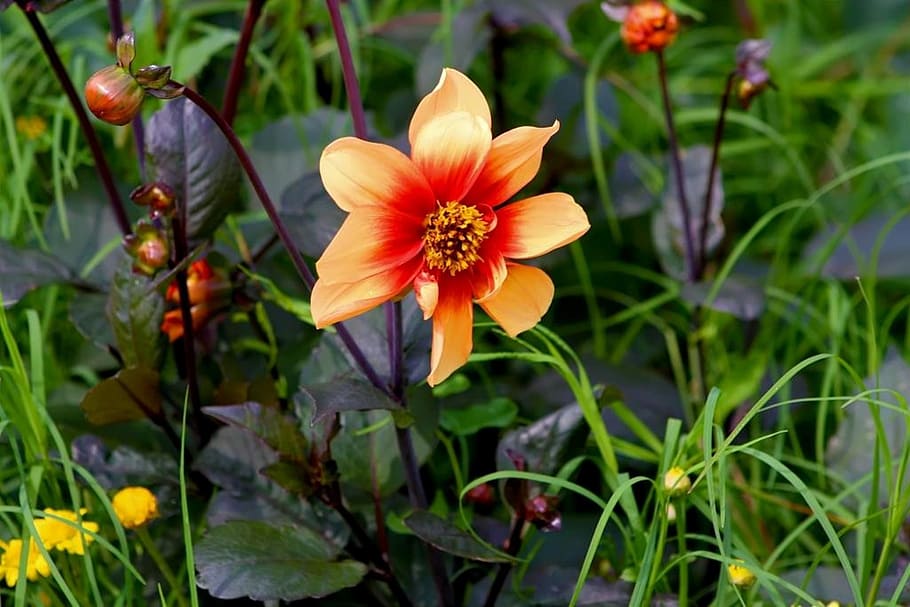 flower, beautiful, orange, flowering plant, freshness, fragility HD wallpaper