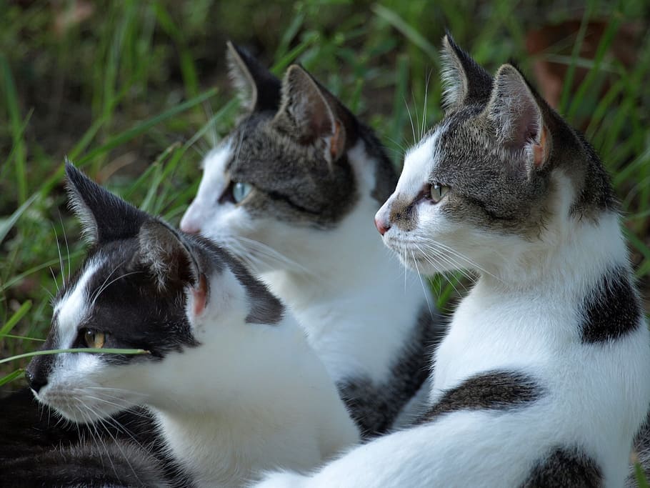 closeup photo of three white-and-gray cats, pets, group, ears HD wallpaper