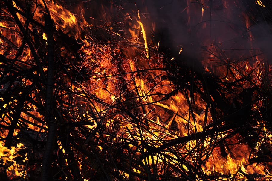 easter fire, flame, embers, customs, blaze, tree, burning, plant HD wallpaper