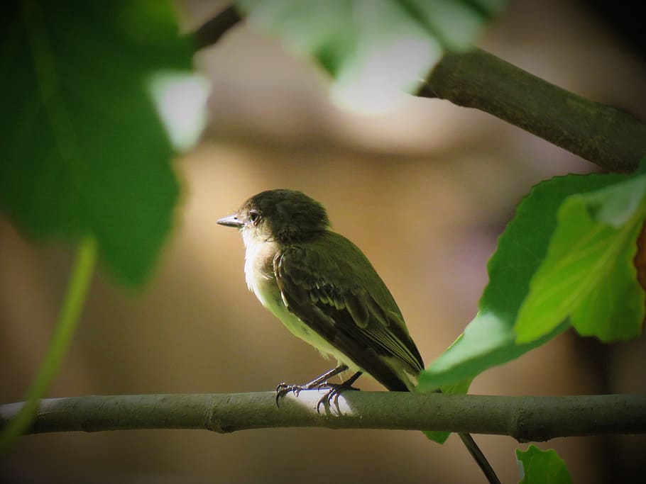 bird, tiny, wildlife, sunset, animal themes, vertebrate, animal wildlife HD wallpaper