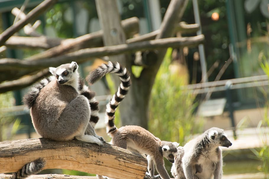 ring tailed lemur, eye, lemur catta, face, madagascar, zoo