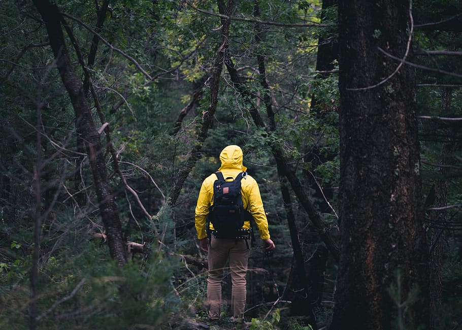 person walking on forest, man standing under and in between trees taken at daytime HD wallpaper