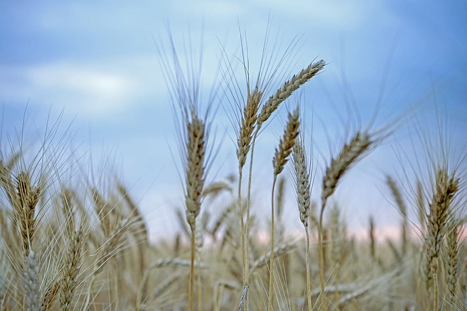 wheat, cereal, bread, crop, straw, field, summer, seed, outdoors HD wallpaper