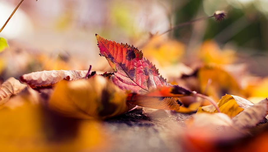 shallow focus photo of leaf, selective focus photo of red falling leaf HD wallpaper