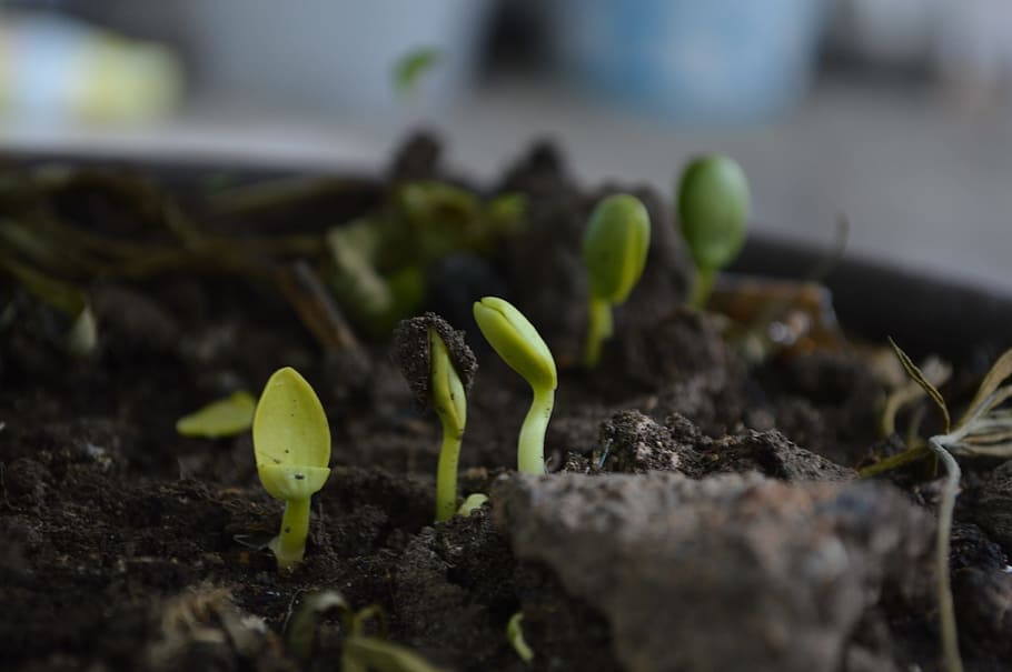 green sprouts, grown up, born, earth, nature, soil, moisture, HD wallpaper