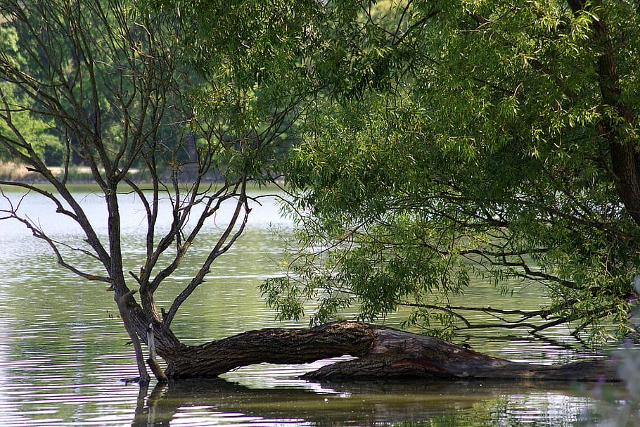 tree, nature, pasture, water, withers, dead plant, kahl, lakeside HD wallpaper