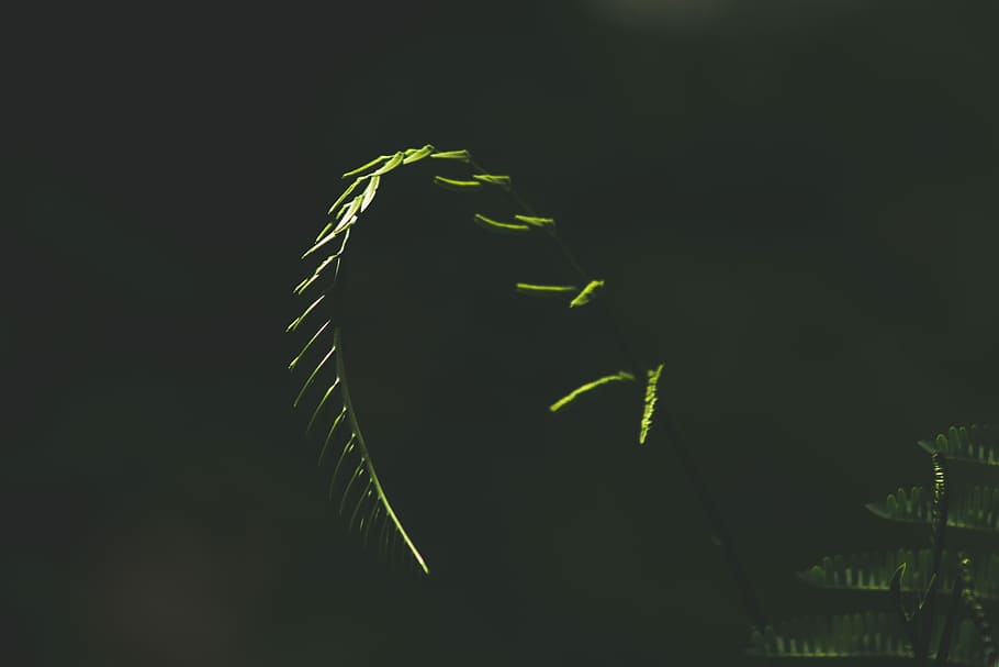 green leafed plants, shallow focus photography of green leafed plant HD wallpaper
