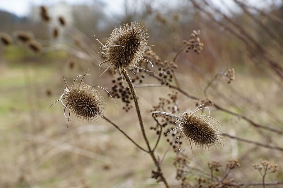 Thistles, Plant, Dry, Withered, Macro, nature, flower, focus on foreground HD wallpaper