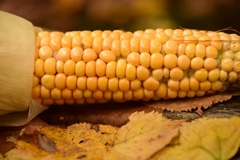 Corn, Fresh, Frisch, Food, fresh corn, agriculture, nature HD wallpaper