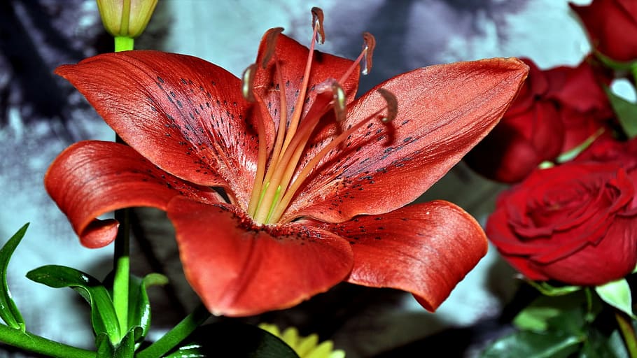 flower, cut, bouquet, nature, plant, petal, leaf, red, flower Head HD wallpaper