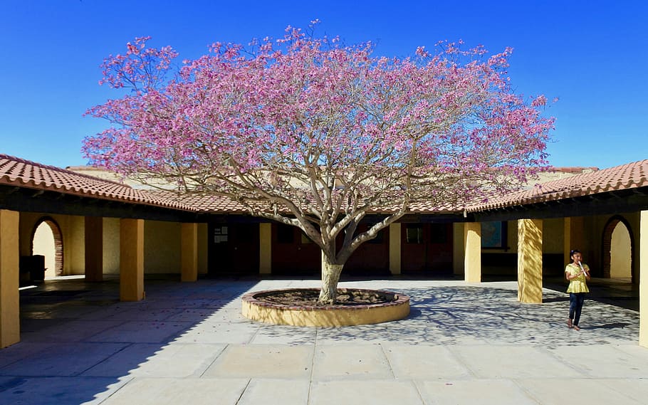 pink cherry blossom tree during daytime, woman standing near cherry blossom tree during daytime HD wallpaper