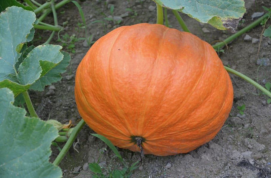 pumpkin, orange, vegetables, decoration, carved pumpkin, food HD wallpaper
