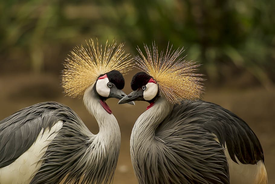 selective-focus of gray Gray-crowned cranes, grey crowned crane, HD wallpaper
